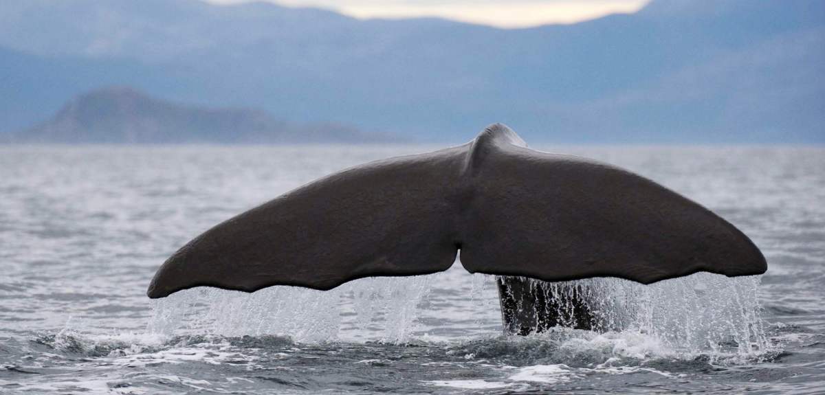 The tail of a whale outside Vesterålen in Northern Norway