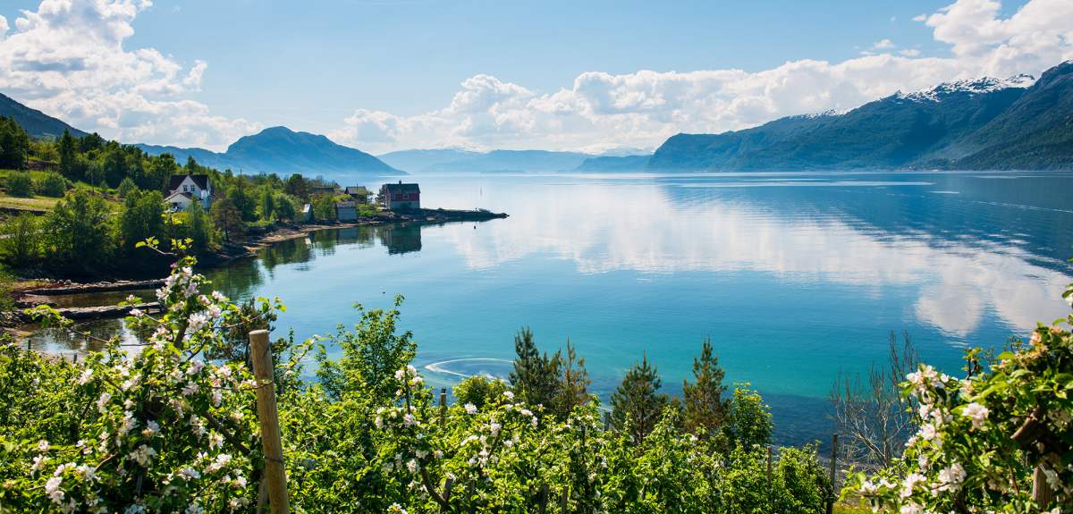 Fruit trees and the Hardangerfjord surrounded by mountains and green fields