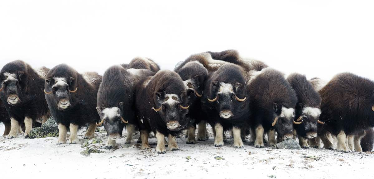 Dovrefjell-Sunndalsfjella