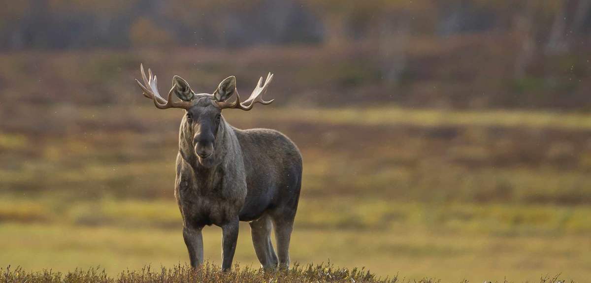 A moose ox in Rondane, Eastern Norway