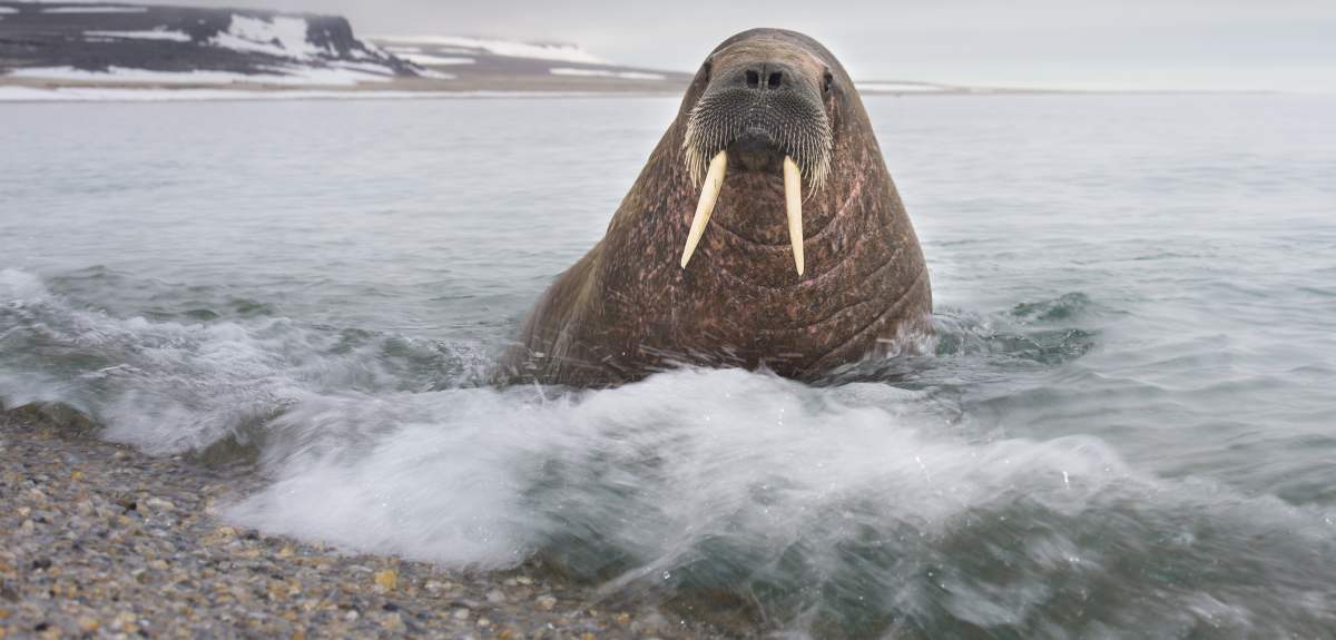 Svalbard