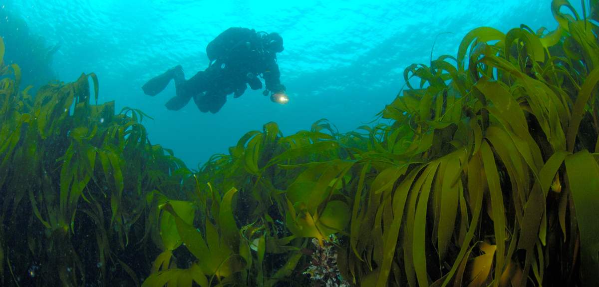 A person diving outside Ystesteinen in Farsund