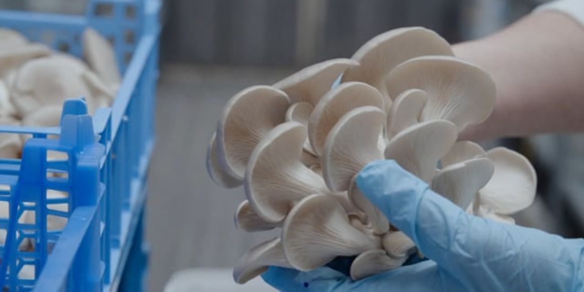 Coffee and Mushrooms