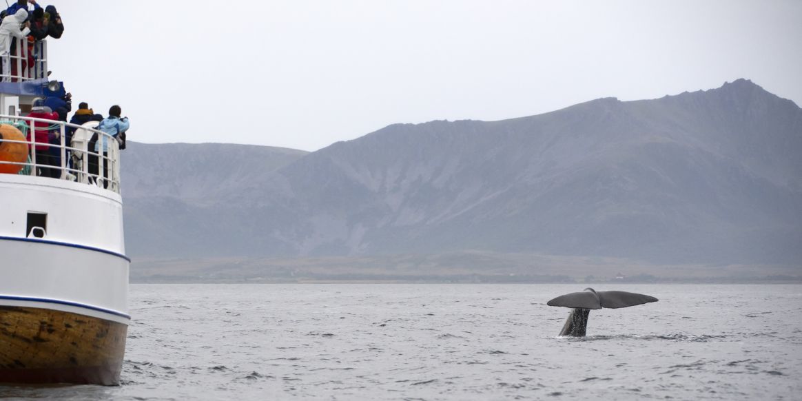 Vildmarkssafari | Valar, myskoxar och havsörnar Vildmarkssafari | Valar, myskoxar och havsörnar