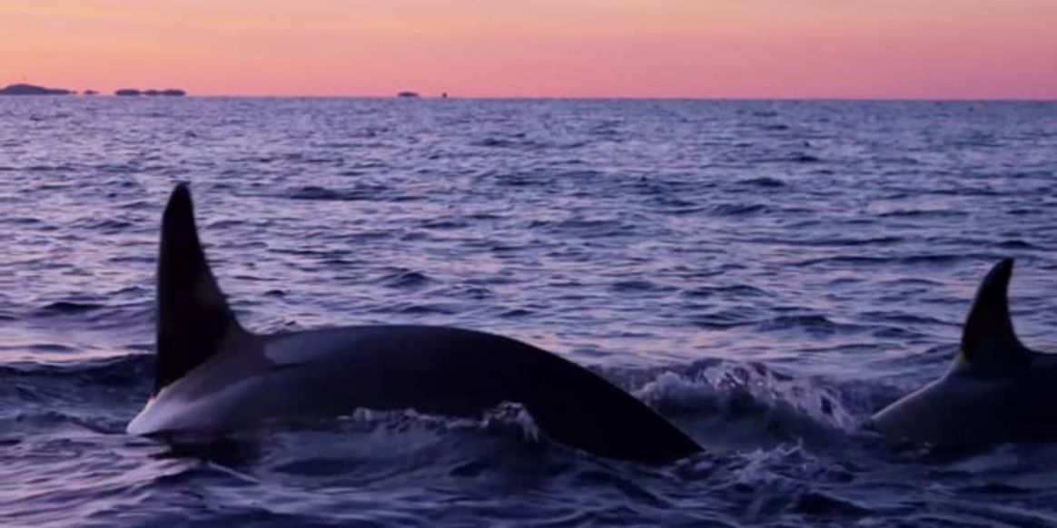 The coast off Tromsø in Northern Norway is prime whalespotting area