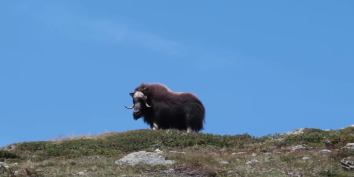 Vildmarkssafari | Valar, myskoxar och havsörnar Vildmarkssafari | Valar, myskoxar och havsörnar