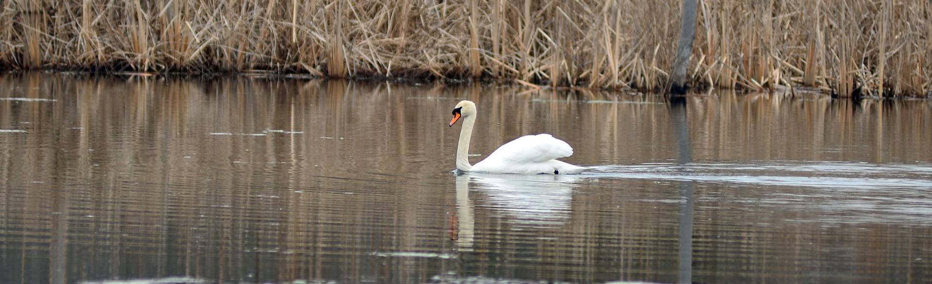 Birding Hotspots In Grand Rapids Michigan