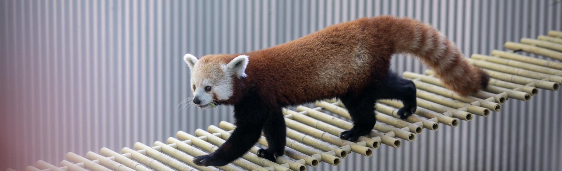 John Ball Zoo Grand Rapids Michigan Red Pandas Exhibit