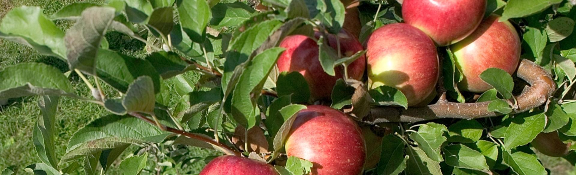 Cider Mills Near Grand Rapids Michigan Apple Cider Close To Gr