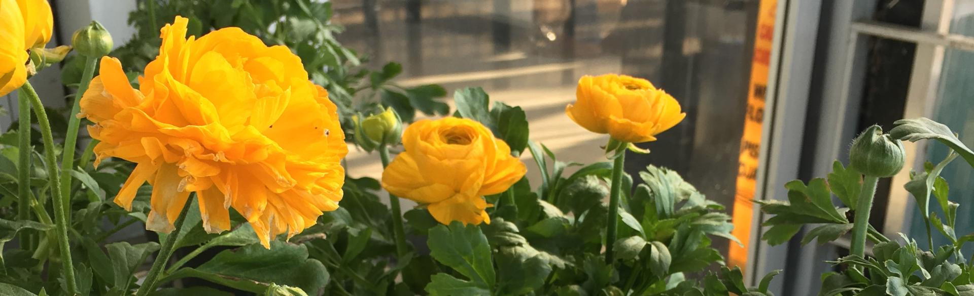 Gardener's Guide to 5 Grand Rapids Greenhouses and Markets