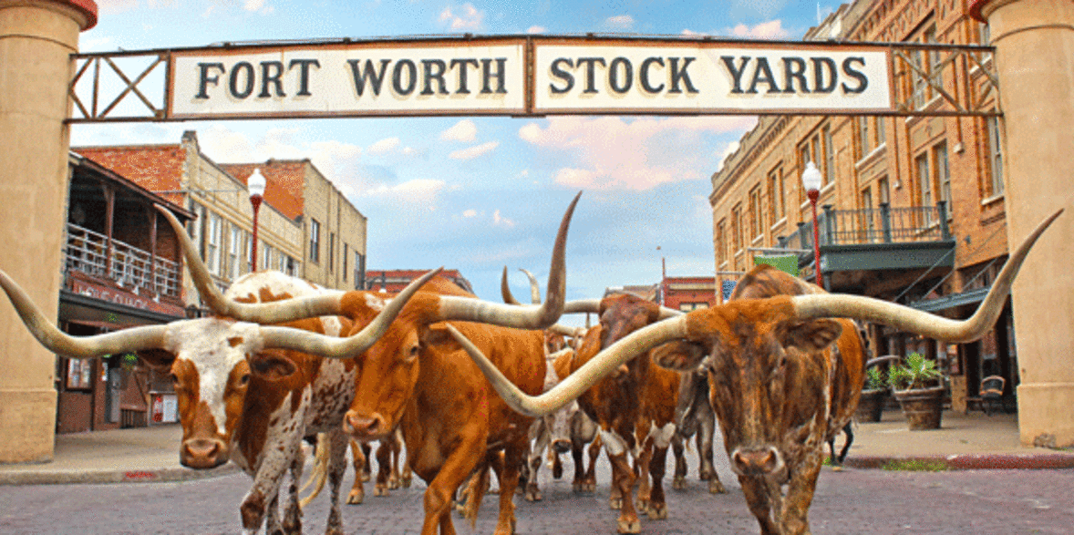 Fort Worth The Herd Daily Cattle Drives