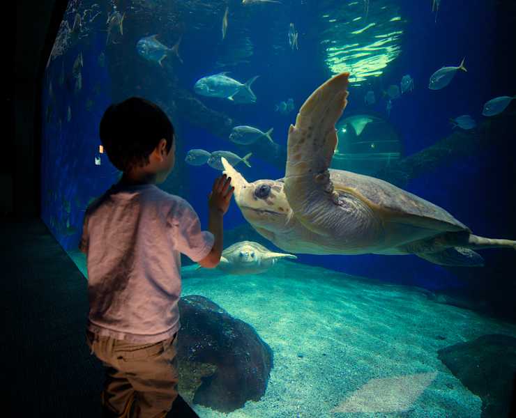 Virginia Aquarium Attractions In Beach Arts Culture History Museums Virginia Aquarium