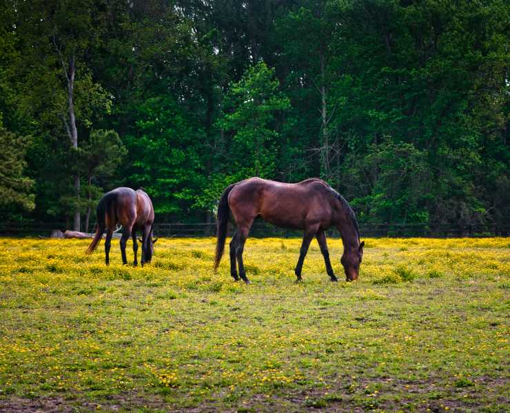 Visit Pungo Va Explore Virginia Beach S Rural Community Outdoors Pungo 11195 194 Paddock 8x10print Jpg