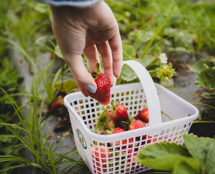 Pick Your Own Farms In Virginia Beach Outdoor Activities Outdoors Pungo Img 1704 Jpg