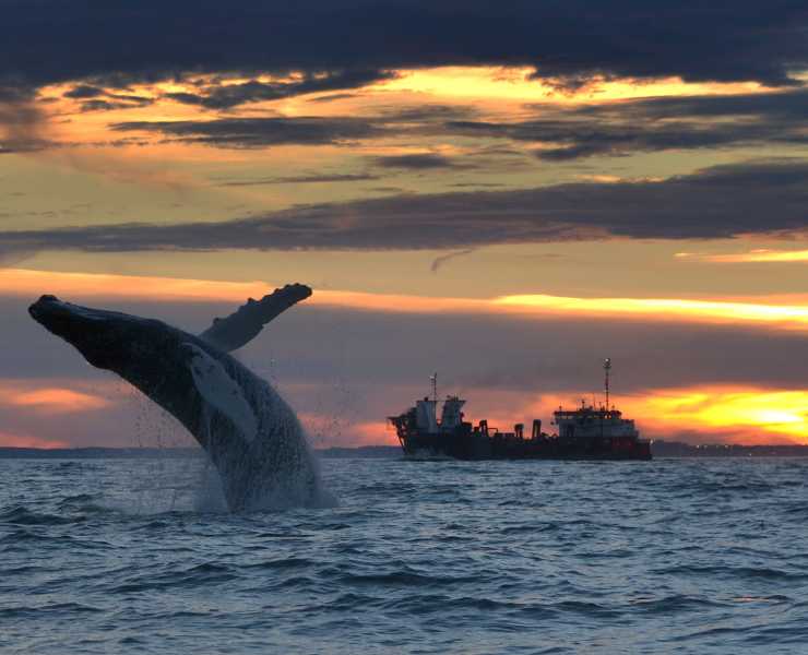 Whale Watching Tours Charters Virginia Beach Boat Whale Breach Oceanfront