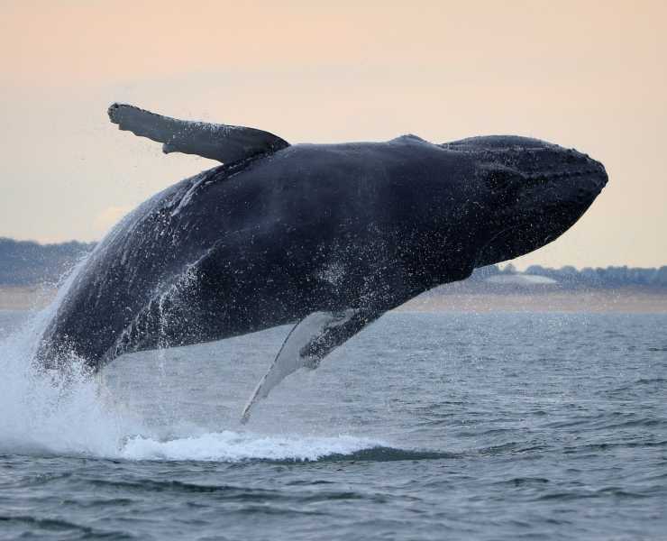 Virginia Beach Winter Explore Activities Events