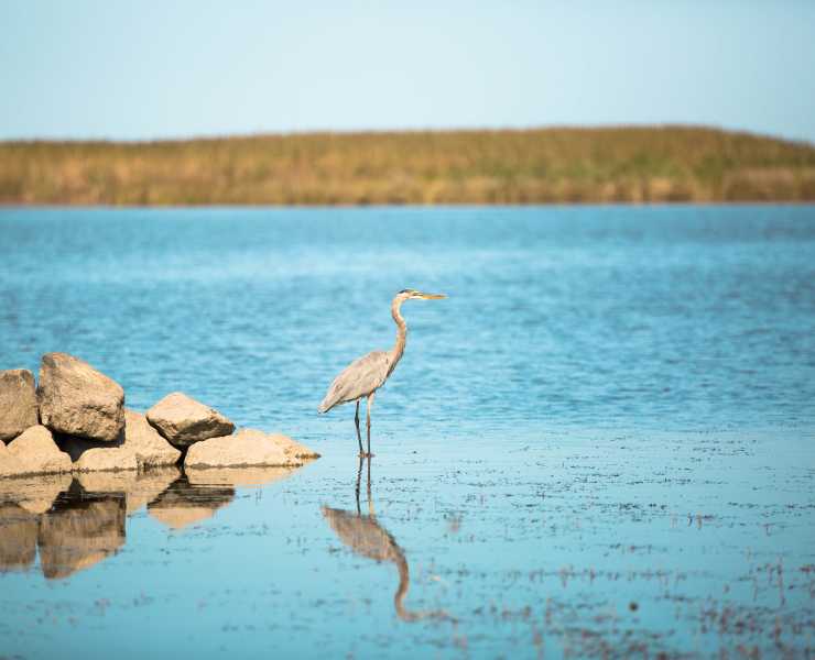 Back Bay National Wildlife Refuge In Virginia Beach Back Bay Wildlife Jpg