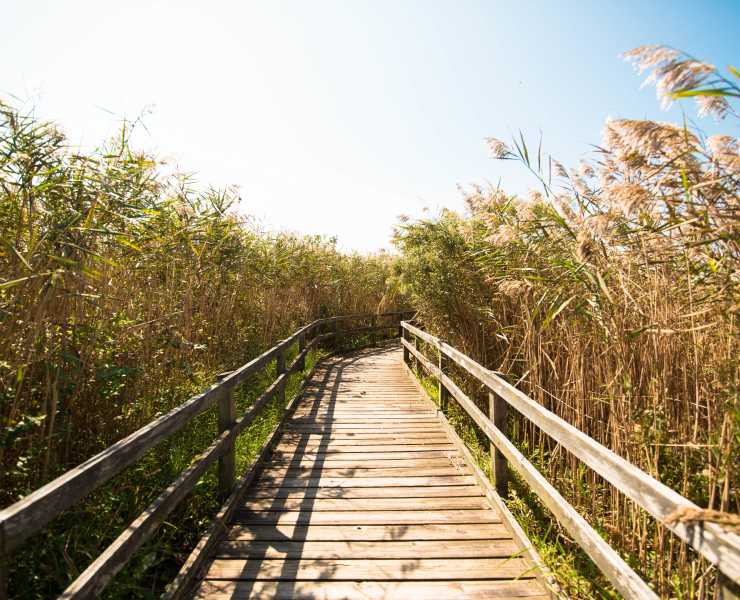 Hiking Biking Recreation Trails In Virginia Beach Back Bay Wildlife Jpg