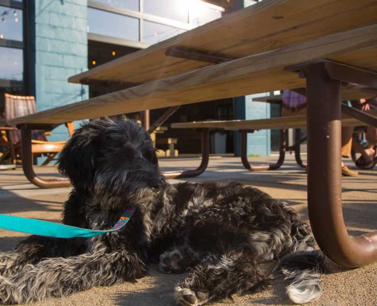 Pet Friendly Virginia Beach Travel With Your Four Legged Friend Pet Friendly Commonwealth Brewery