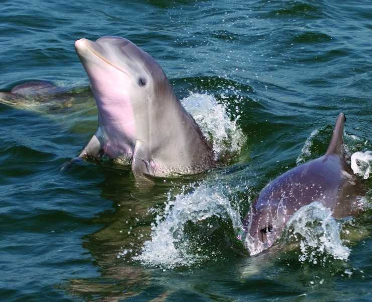 Dolphin Tours Charters Virginia Beach Boat Dolphin Watching Tour