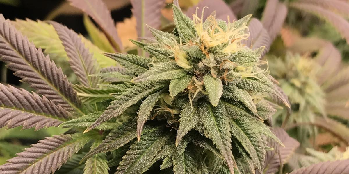 Cannabis Flower Pink