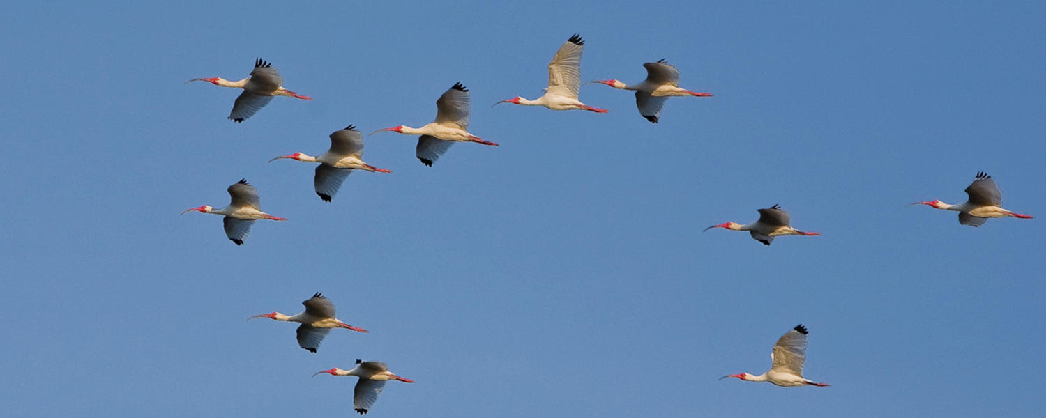 Discover Coastal Wildlife Amp Nature Golden Isles Georgia