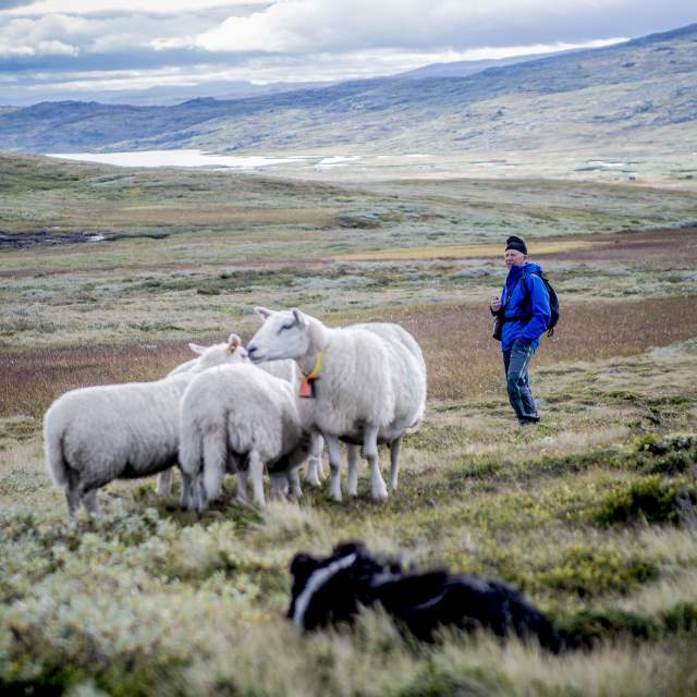 A man and a few sheep in a meadow in the mountains of Skarvheimen, Eastern Norway