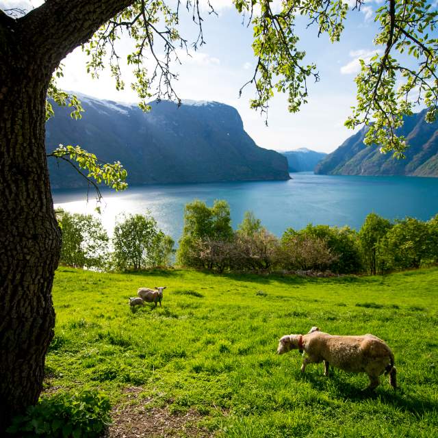 Aurland Song Y Fjordane Fjord Noruega. Espectacular Vista