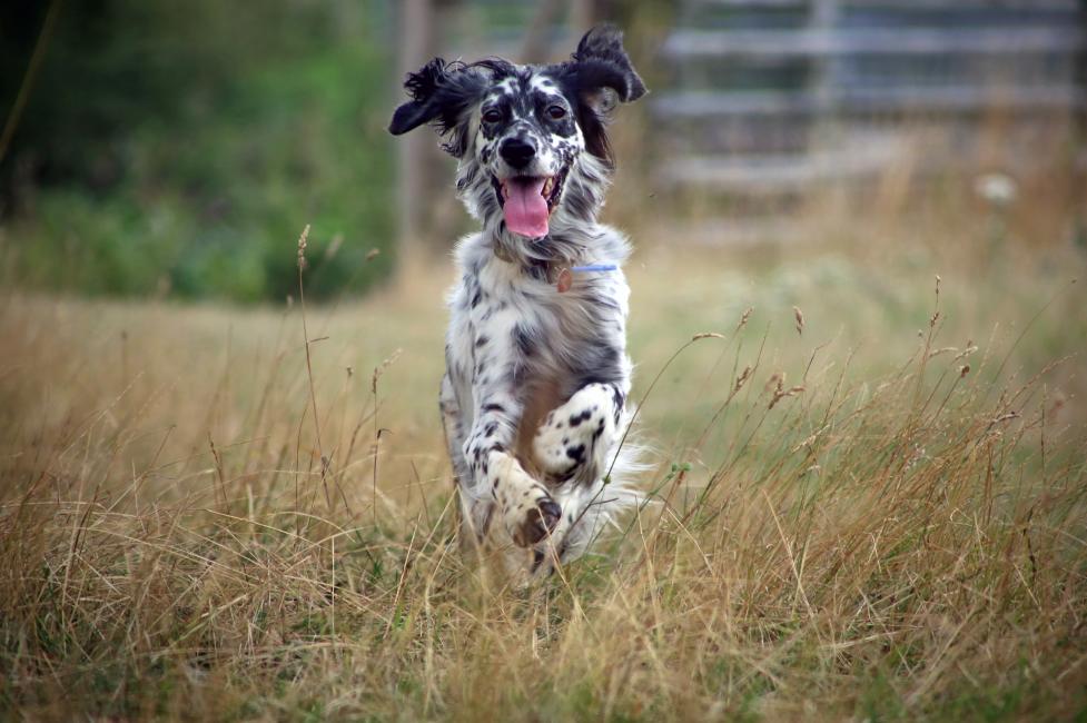 English_Setter_running_through_grass English_Setter_running_through_grass