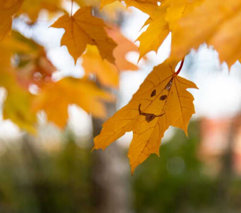 Family Fall Festival - Cover Photo