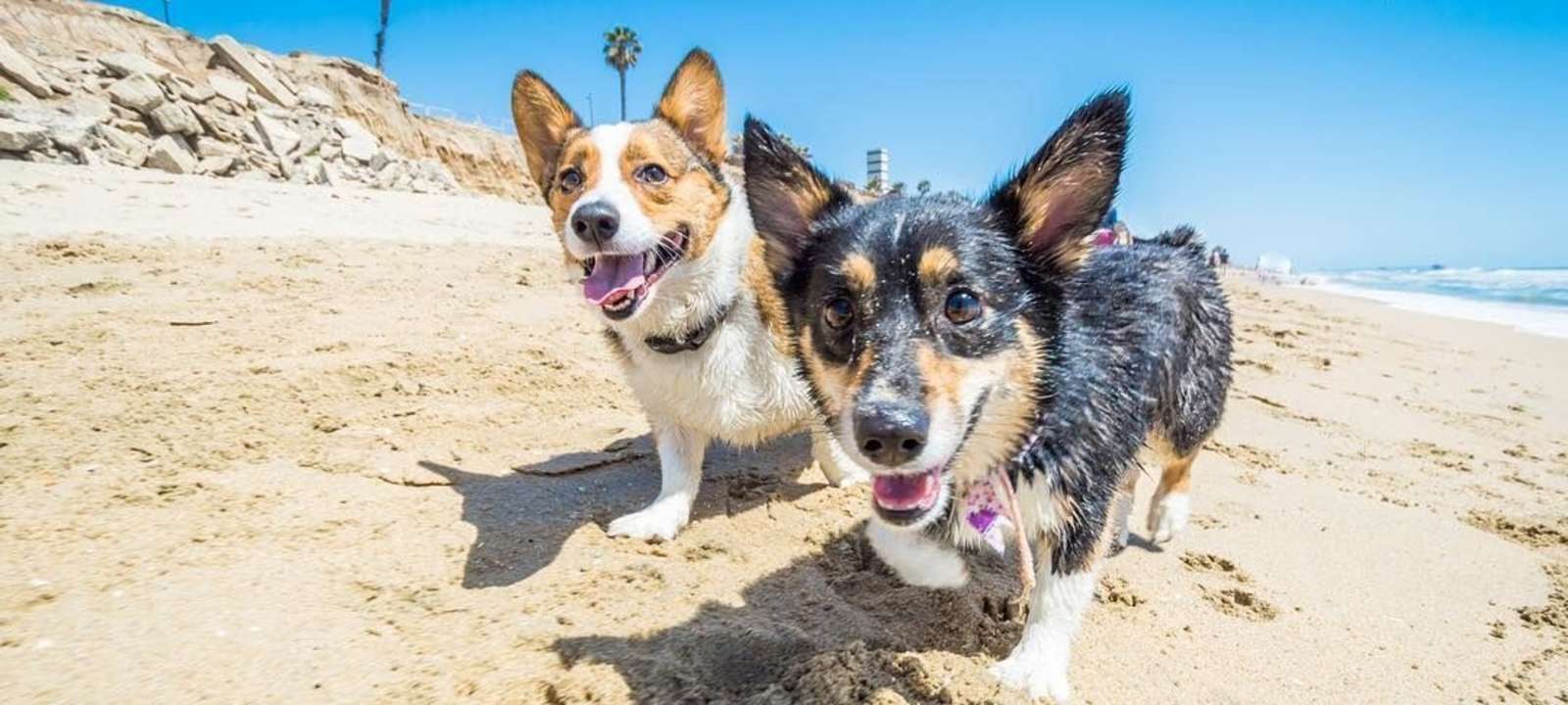 corgi beach day in huntington beach socal corgi party