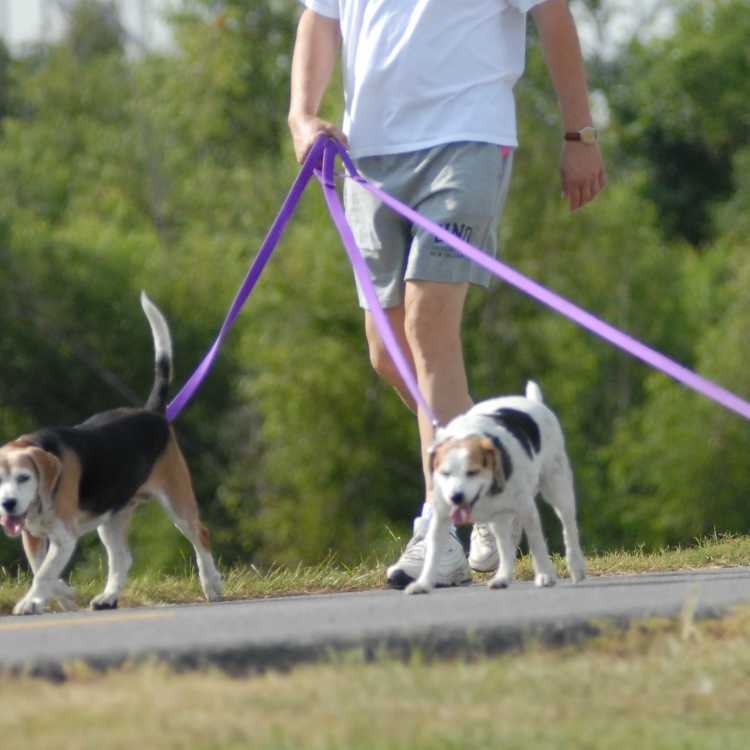 Dogs