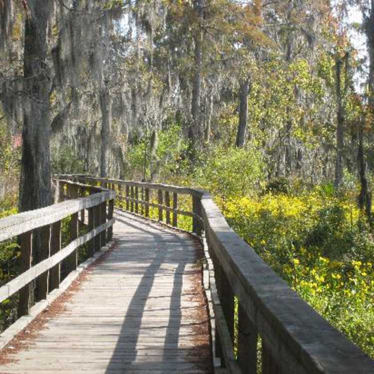 Wetland Trace - Lafitte Baratari