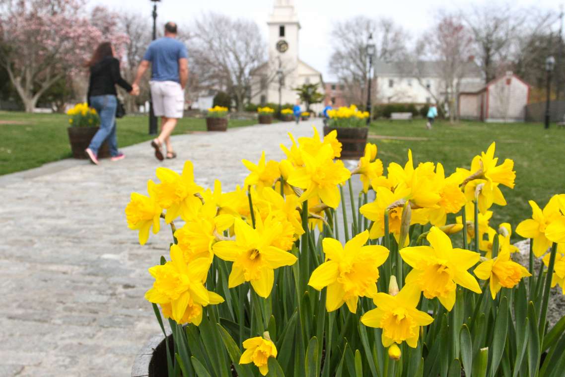 Daffodil Days Discover Newport, Rhode Island