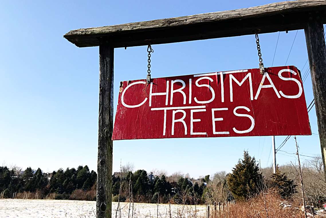 Where To Cut Your Own Christmas Tree in Newport | Discover Newport, Rhode Island