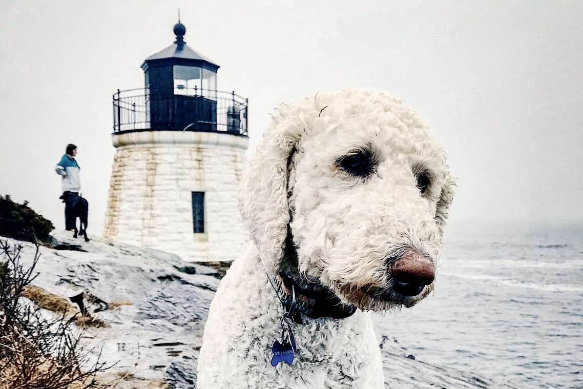 dog friendly hotels newport ri dog friendly hotels newport ri