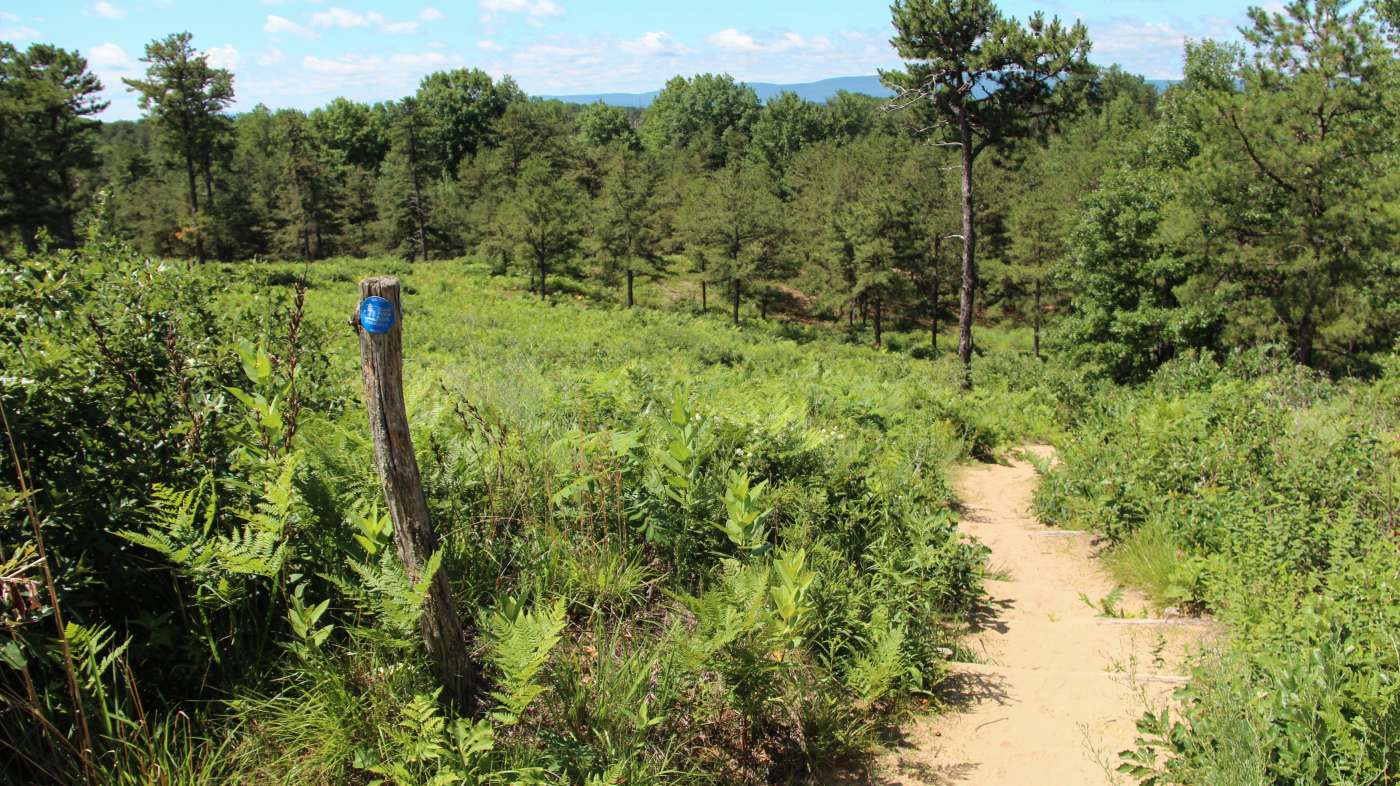 Albany Pine Bush