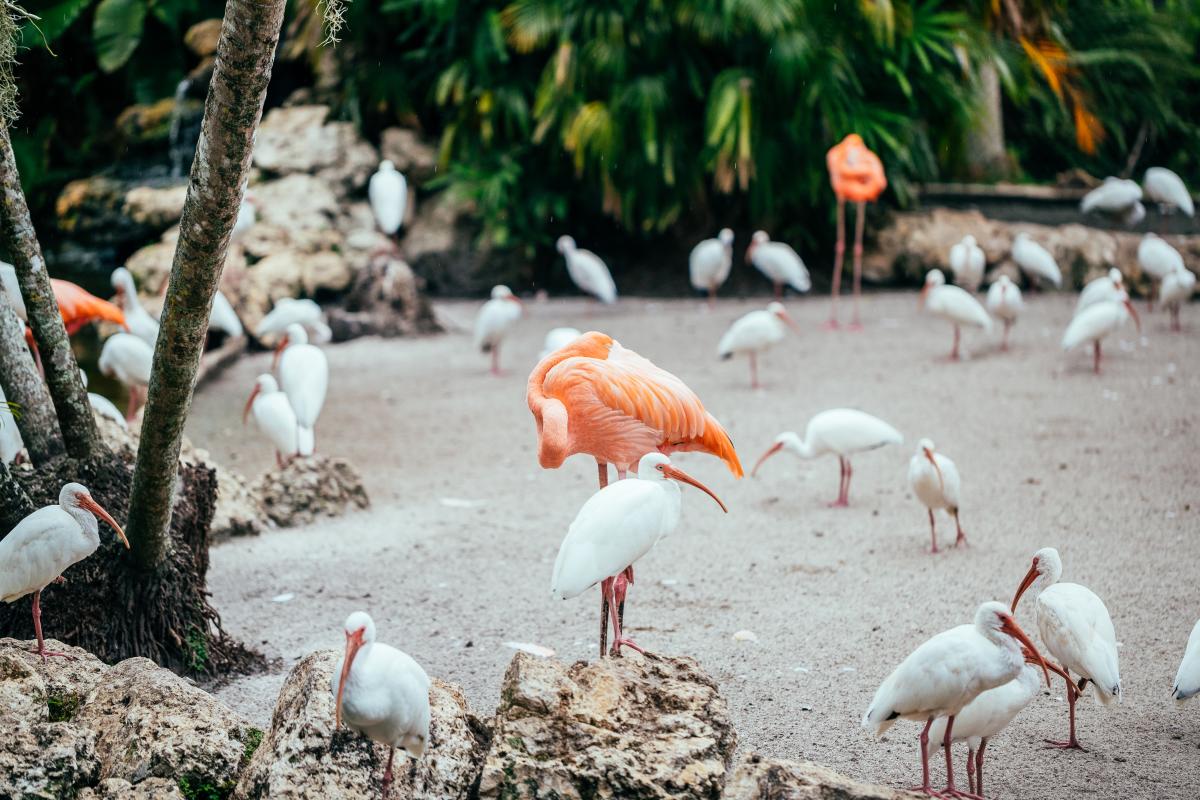 Blog Copy of Flamingo Gardens