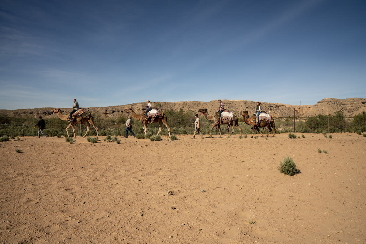 Take a ride on a camel in a desert on these fun camel safaris.