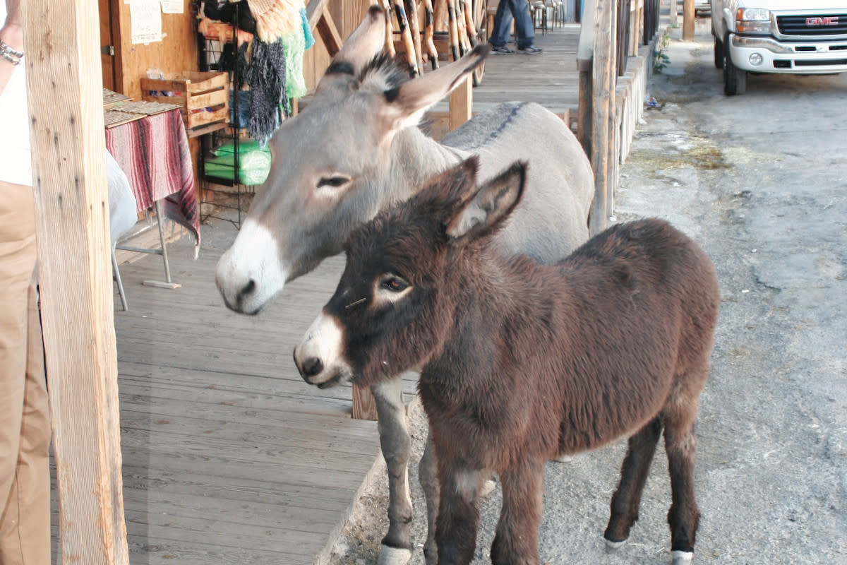 Take a minute to step out and see theBurros in Oatman, Arizona.