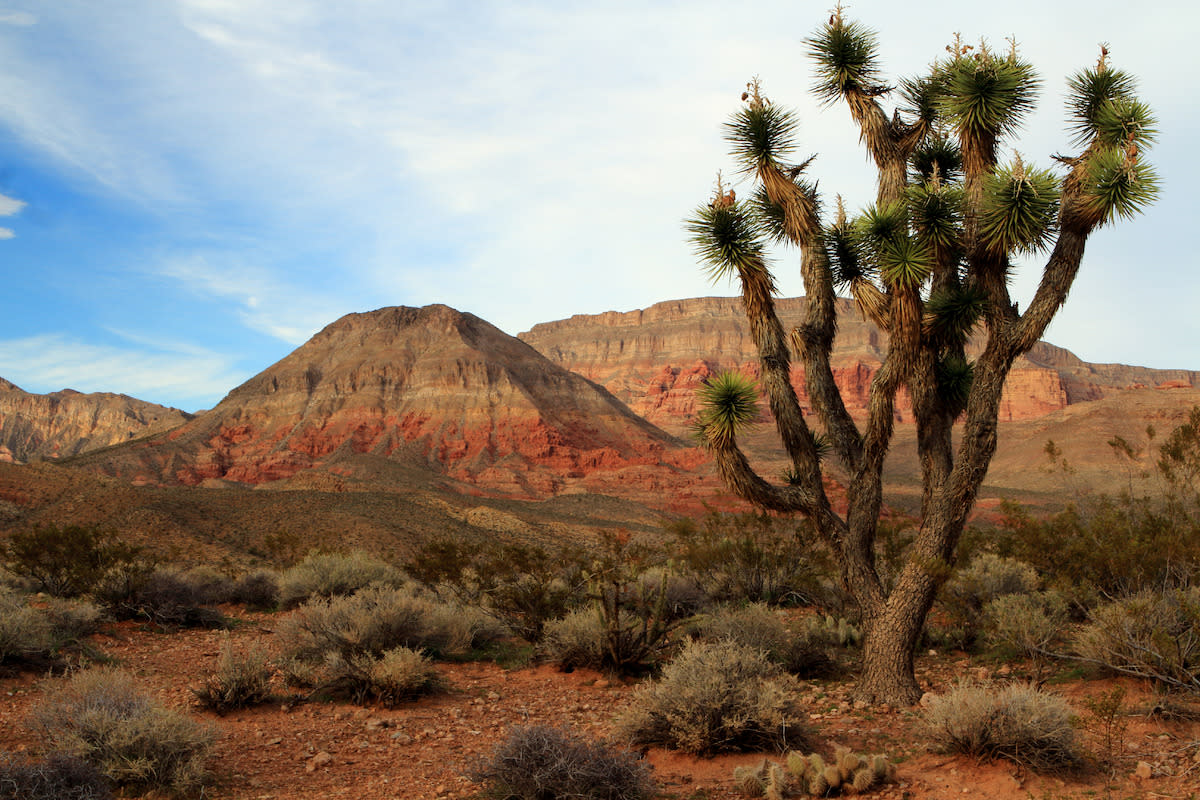 A beautiful view of the Virgin River Canyon vista.