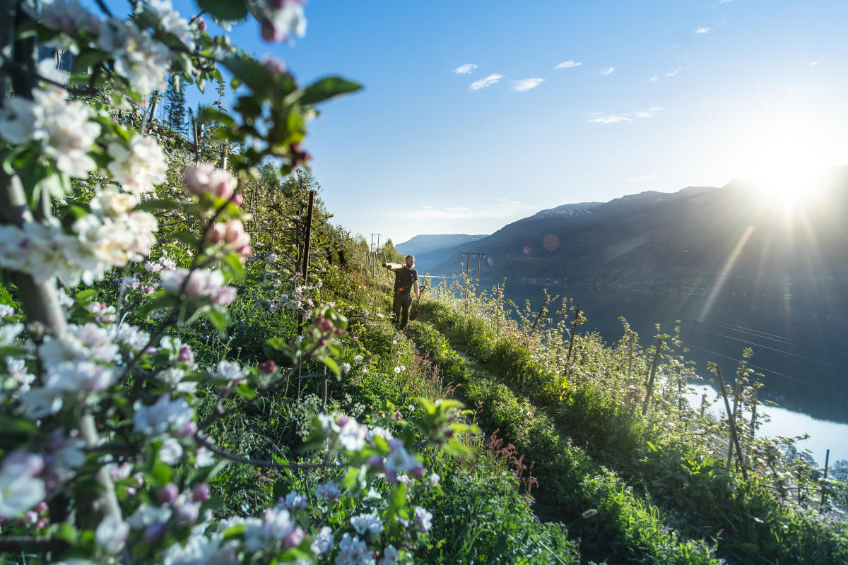 A man is walking among apple trees in full blossom in Hardangerfjord