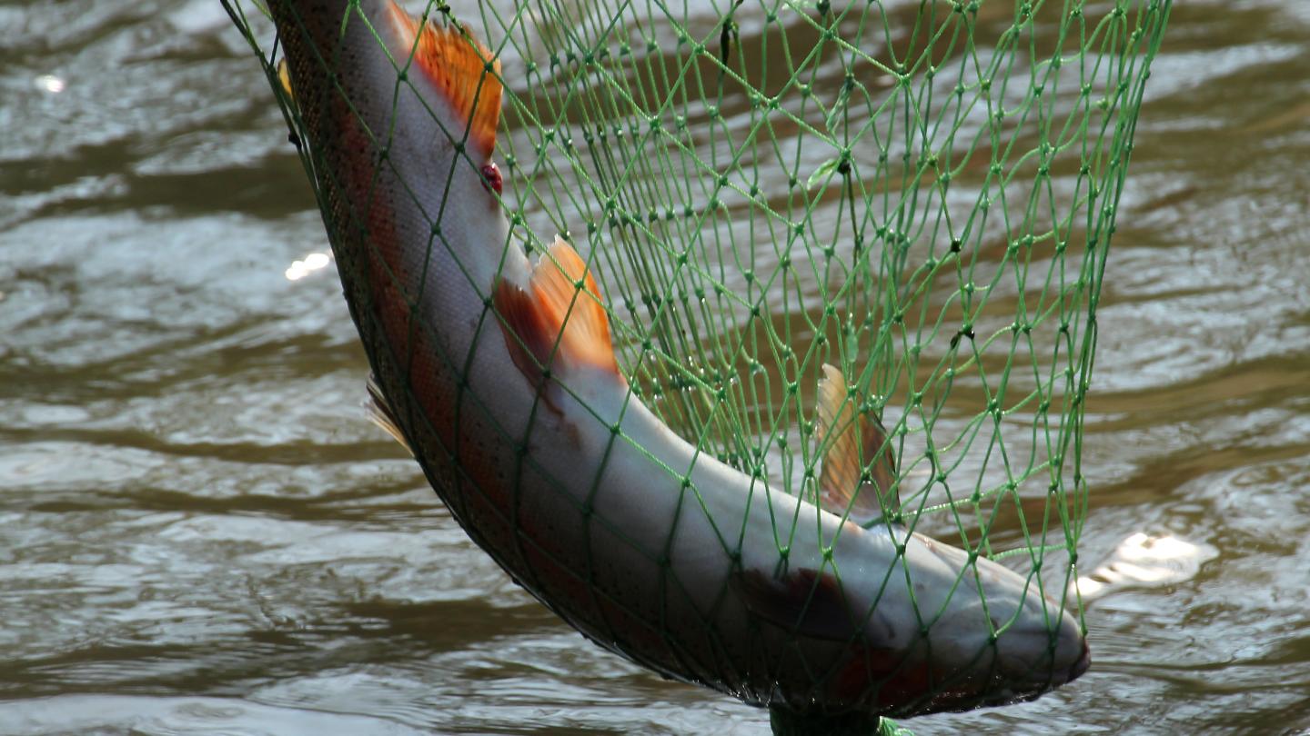 Brook Trout Fishing