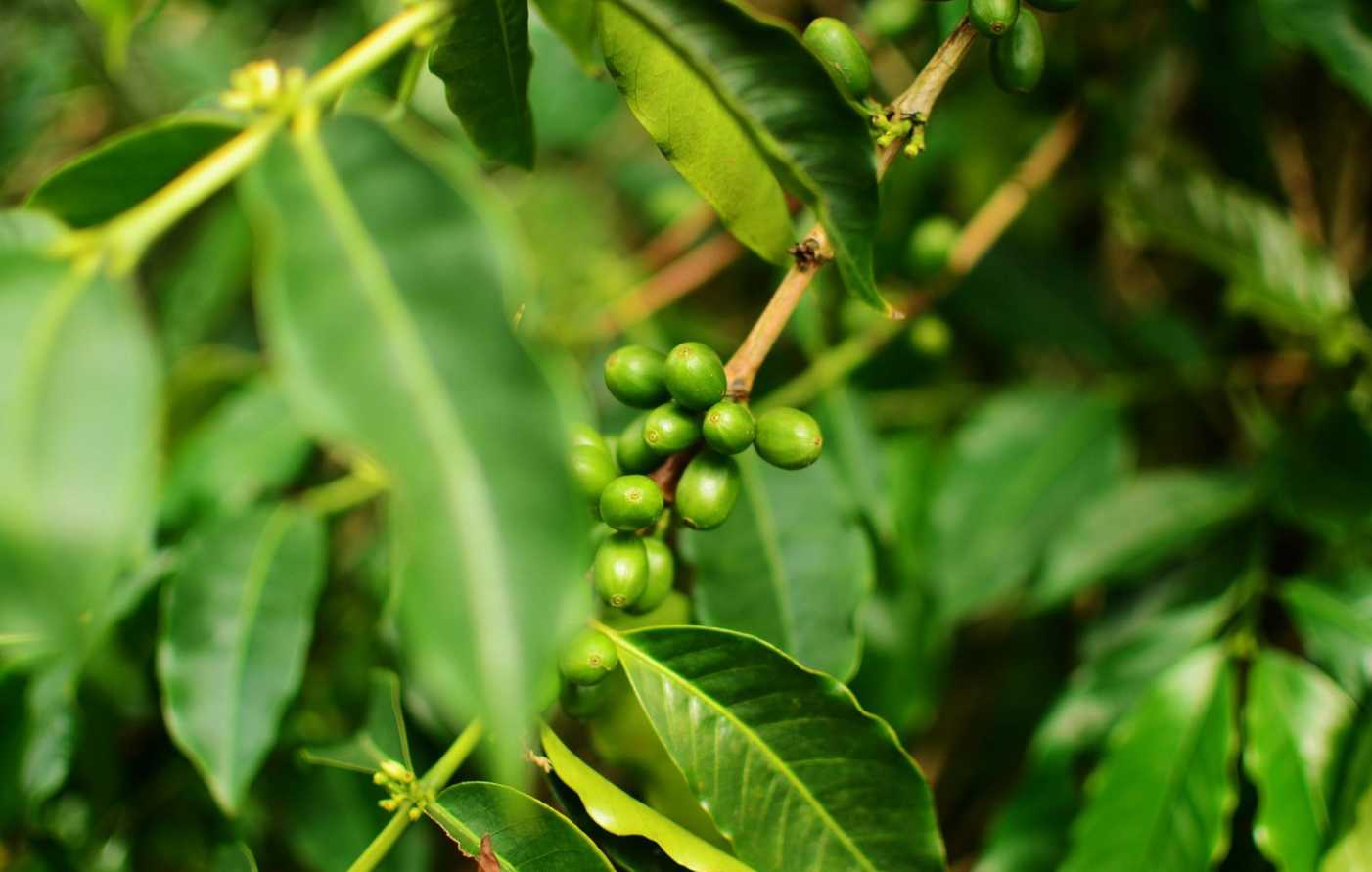 Blue Mountain Coffee JMIJ