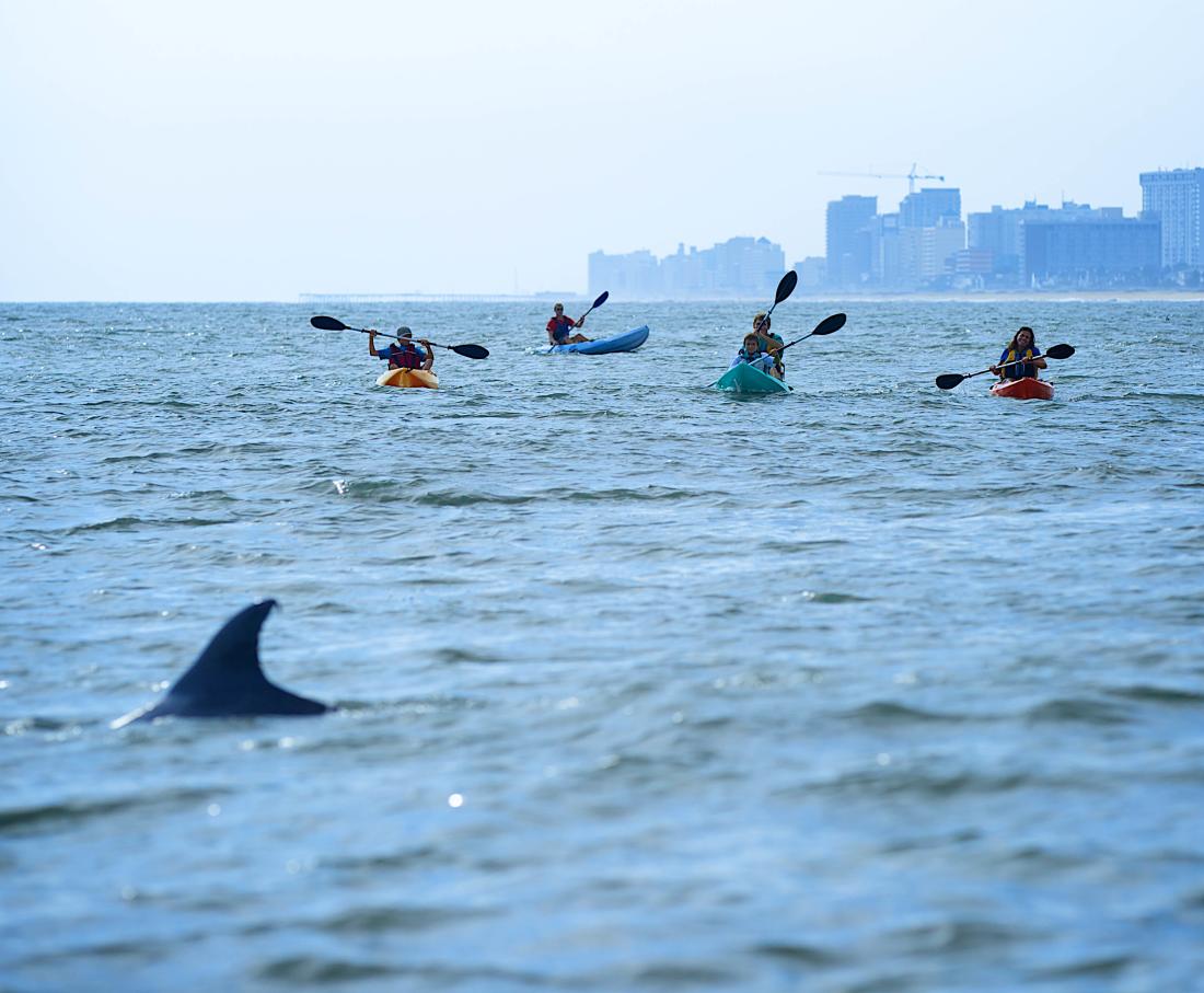Spring Kayak With Dolphins