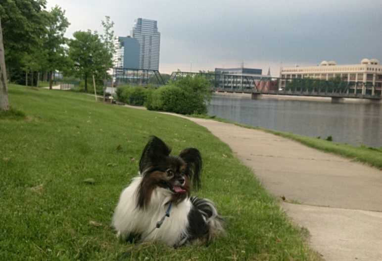 dog park grand rapids dog park grand rapids