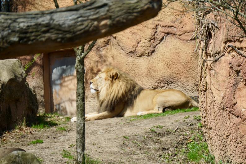 Lion basking in the sun at John Ball Zoo in Grand Rapids