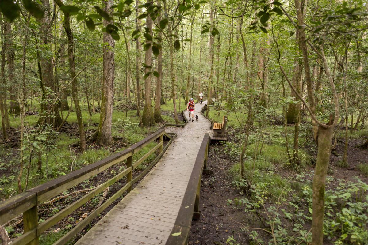 Experience Camping & Hiking at Congaree National Park