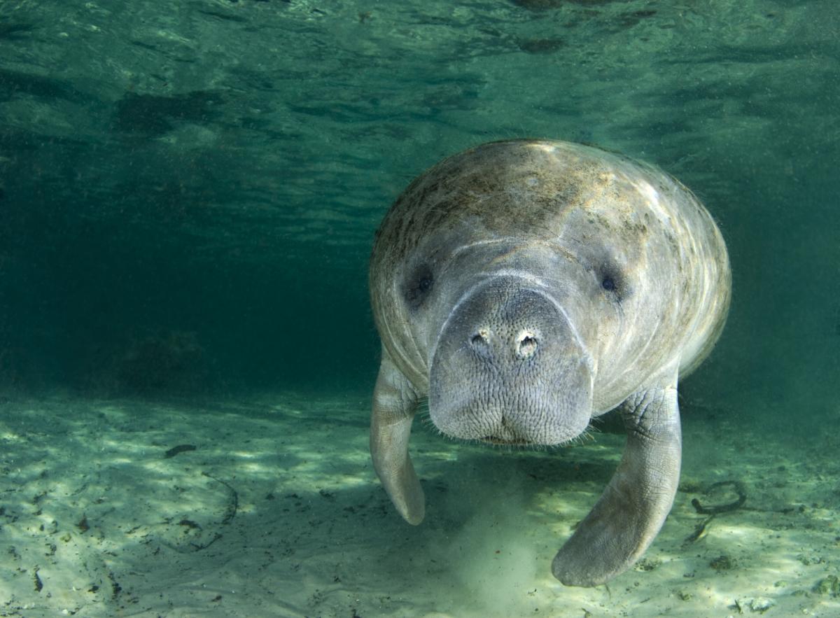 Enter The Mellow World Of Manatees In Daytona Beach Fl