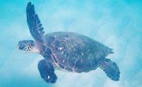 Daytona Beach Sea Turtle Season Facts And Info Sea Turtle At The Beach